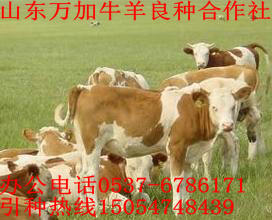 求购改良黄牛