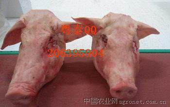 供应进口冷冻猪副食品猪腿骨，猪头，猪脚圈等
