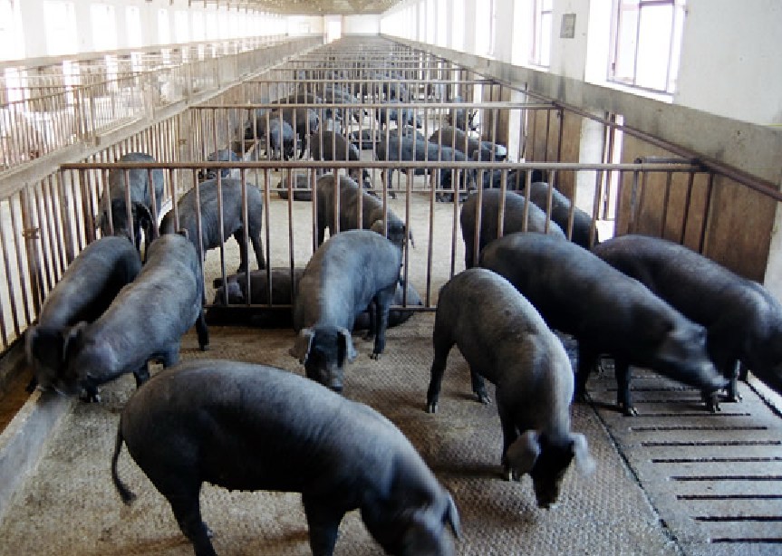 供应三元猪、白猪、黑猪等