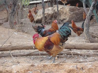 求购贵州土鸡
