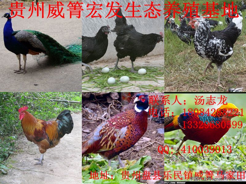供应鸡