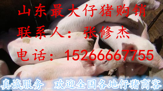 供应沂水小猪