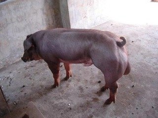 供应潍坊杜洛克公猪