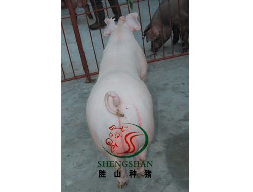 供应大白种猪