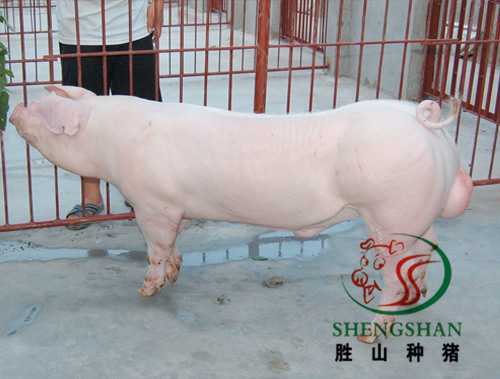 供应长白种猪