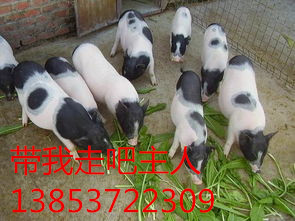 供应香猪