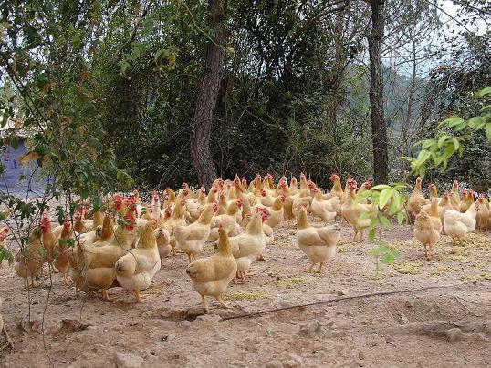 供应江西山凤凰，宁都黄鸡