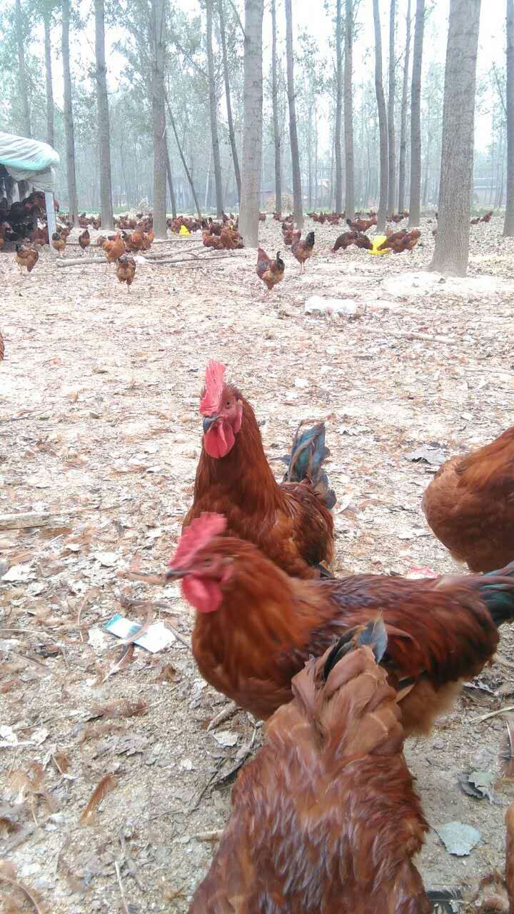 供应家养土生大公鸡