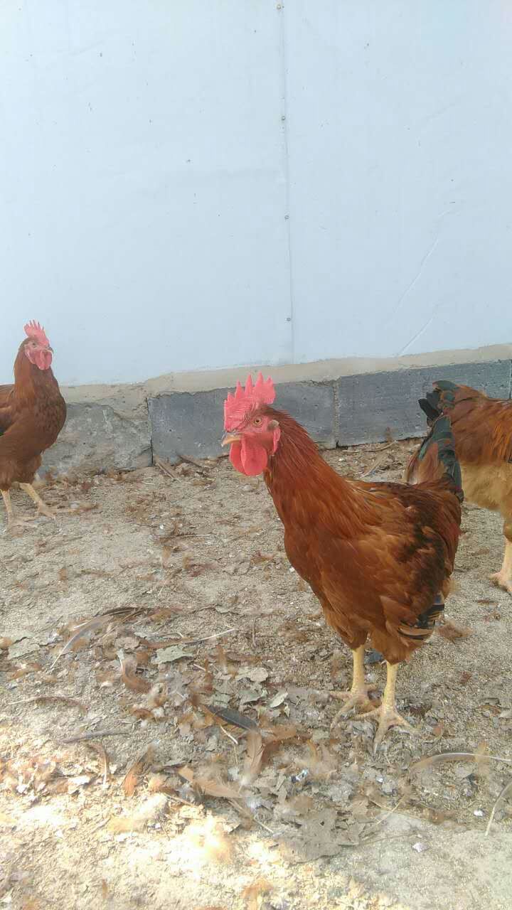 供应大公鸡