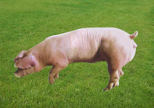 求购长白猪