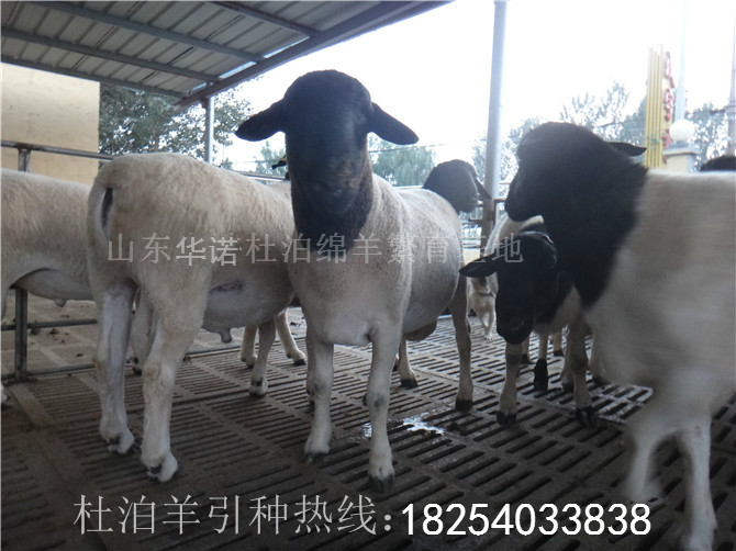 供应杜泊羊