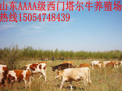 供应夏洛莱牛