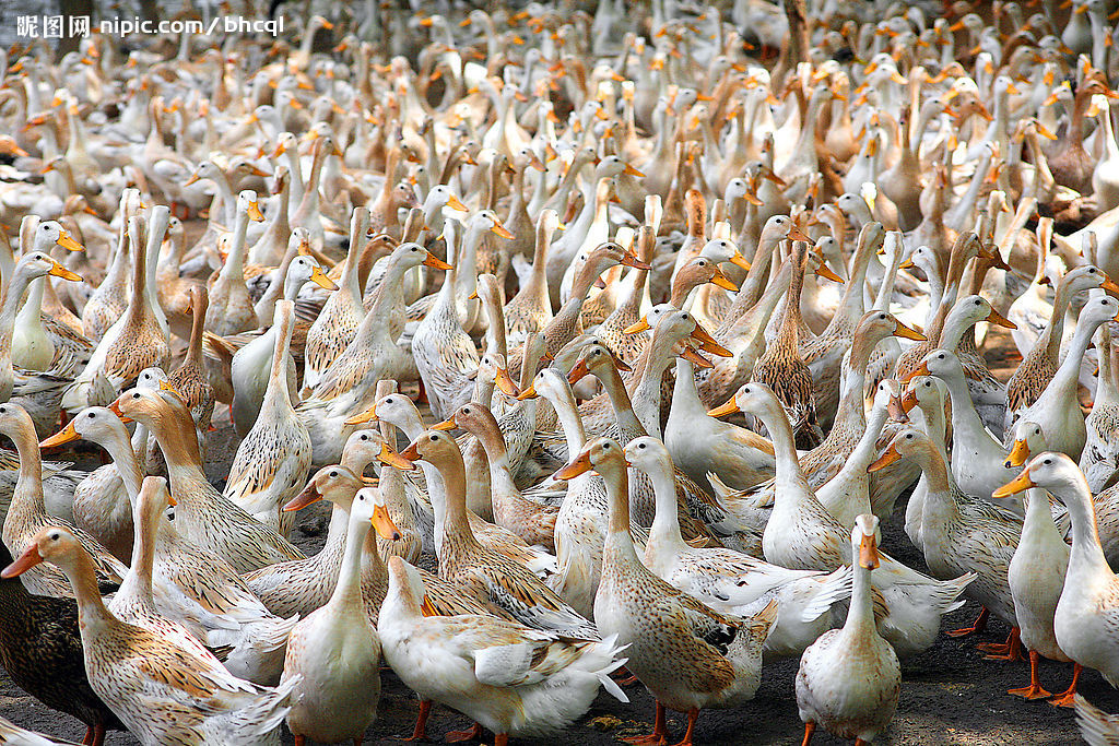 求购农村放养水鸭