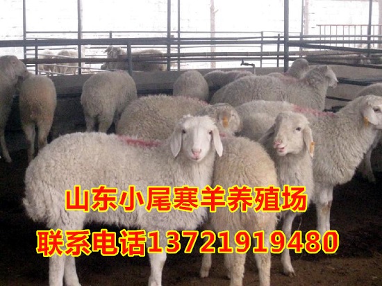 供应小尾寒羊