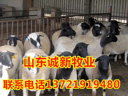 供应杜泊绵羊