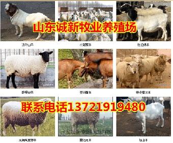 求购奶山羊