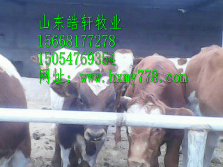 供应西门塔尔肉牛