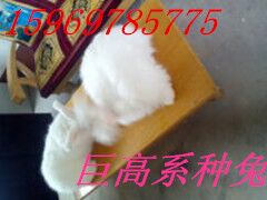 供应长毛兔