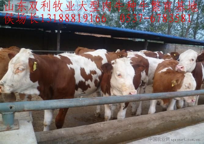 供应肉牛