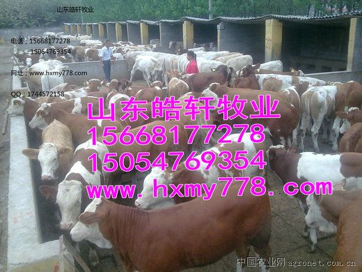 供应西门塔尔牛