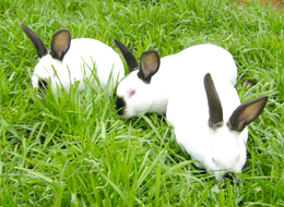 供应邯郸成安獭兔