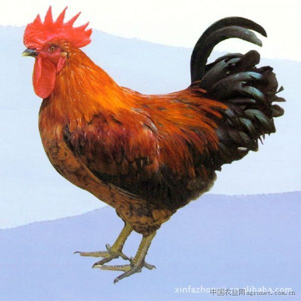 供应青脚麻鸡、良凤花鸡雏