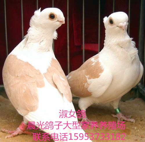 供应斗鸡