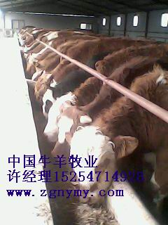 求购优质西门塔尔牛