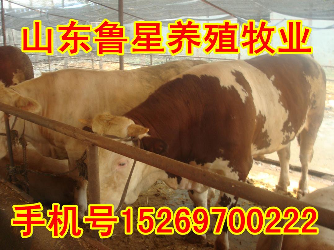 求购波尔山羊