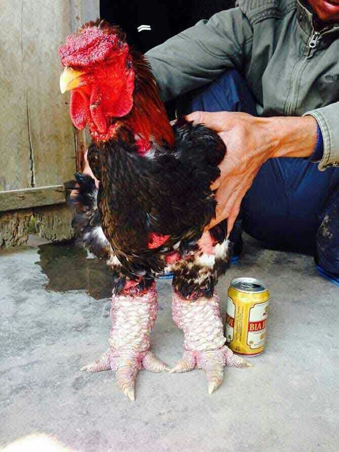 供应越南东涛鸡
