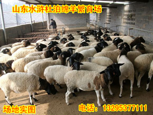 供应山东水浒杜泊绵羊