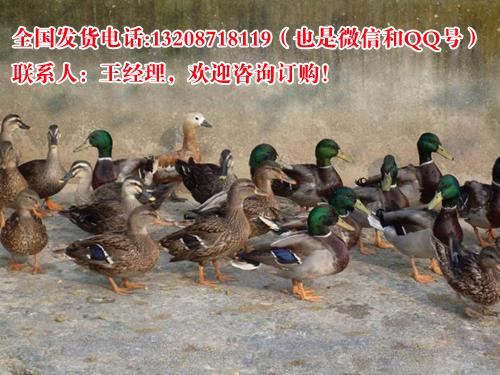 供应翡翠鸭