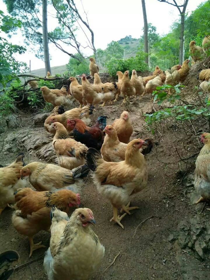供应高营养放养辣木土鸡