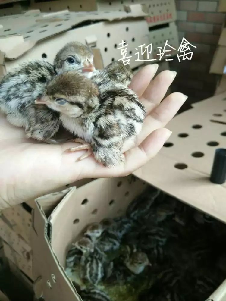 求购野鸡苗、石鸡苗、珍珠鸡苗