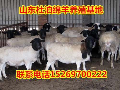 求购肉羊
