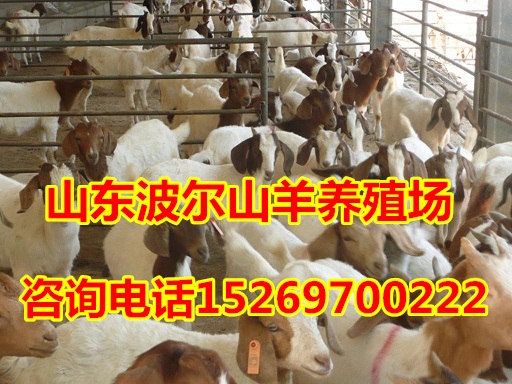 供应波尔山羊