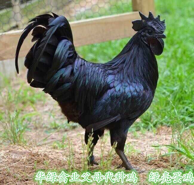 供应黑羽绿壳蛋鸡