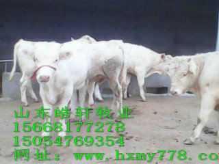 供应肉牛