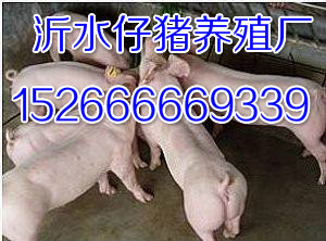 求购山东三元仔猪