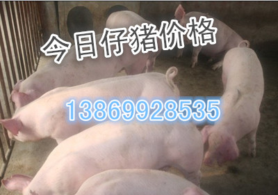 供应三元仔猪