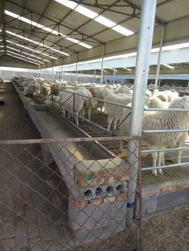 供应小尾寒羊批发，小尾寒羊养殖技术