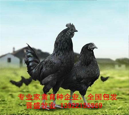 供应黑毛乌骨鸡苗