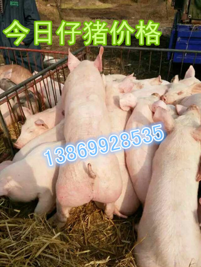 求购山东仔猪