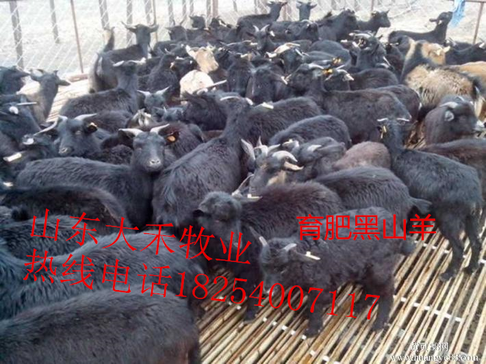 求购纯种黑山羊
