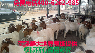 供应肉羊 羊苗