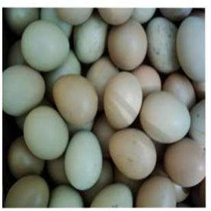 供应野鸡、山鸡鲜蛋