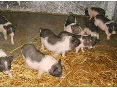 供应广东梅花猪