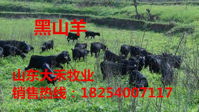 供应波尔山羊