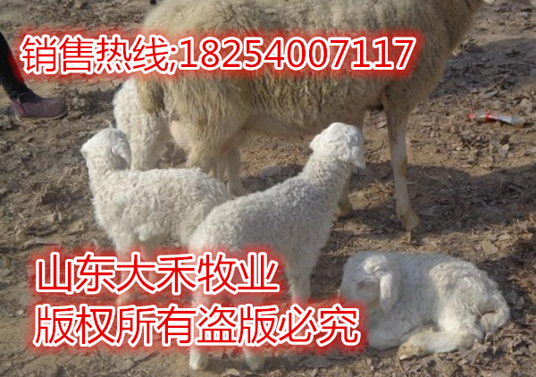 供应改良小尾寒羊