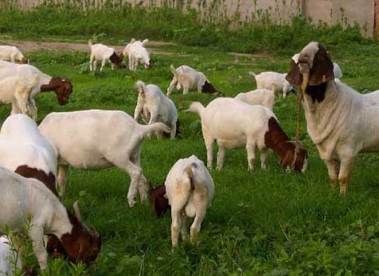 求购种小尾寒羊